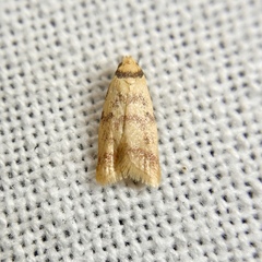 Heteroteucha anthodora