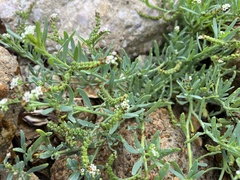 Heliotropium