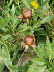Ipomoea sagittata