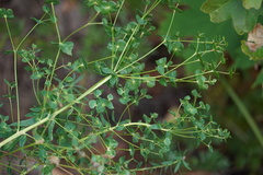 Euphorbia virgata