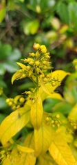 Lysimachia vulgaris