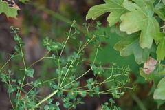 Euphorbia virgata