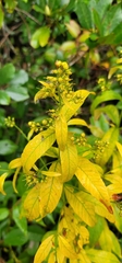 Lysimachia vulgaris