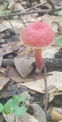 Hortiboletus rubellus image