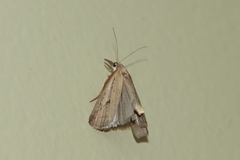 Donacaula