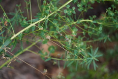 Euphorbia virgata