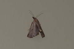 Donacaula