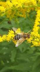 Eristalis nemorum