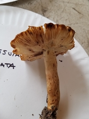 Russula grata