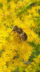 Eristalis nemorum