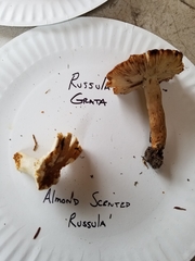 Russula grata