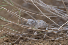 Phrynosoma hernandesi