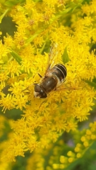 Eristalis nemorum