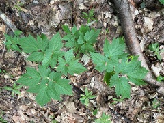 Actaea