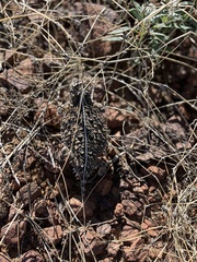 Phrynosoma cornutum
