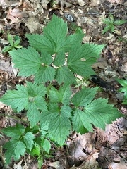 Actaea