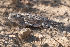 Phrynosoma hernandesi