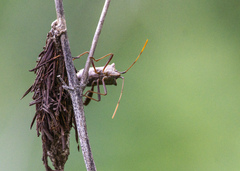 Leptoglossus zonatus