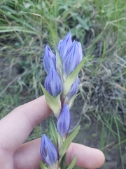 Gentiana affinis