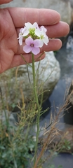 Cardamine raphanifolia