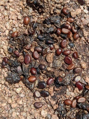 Diospyros texana