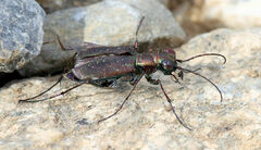 Cicindela punctulata