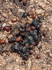 Diospyros texana