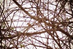 Granatellus venustus