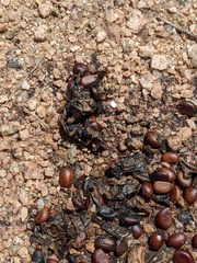 Diospyros texana