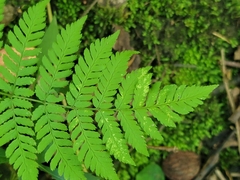 Dryopteris
