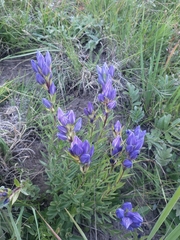 Gentiana affinis