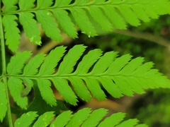 Dryopteris