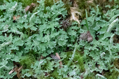Cladonia ochrochlora