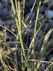 Bouteloua hirsuta
