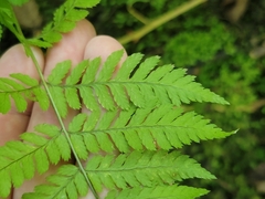 Dryopteris