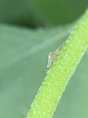 Hentzia