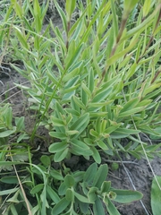 Gentiana affinis