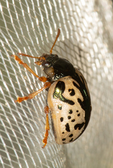 Calligrapha confluens