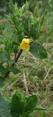 Oenothera rubricaulis