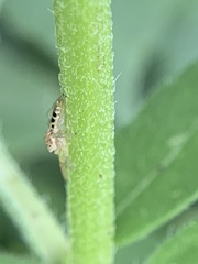 Hentzia