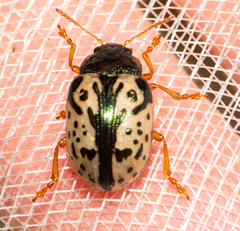 Calligrapha confluens