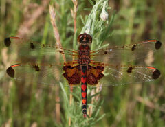 Celithemis elisa