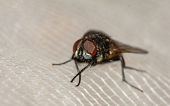 Musca autumnalis