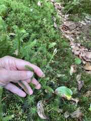 Lycopodium clavatum