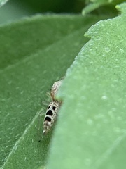 Hentzia