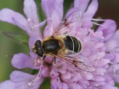 Eristalis jugorum