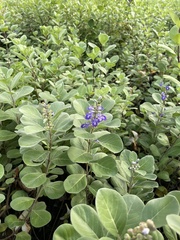 Vitex rotundifolia