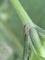 Hentzia