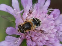 Eristalis jugorum