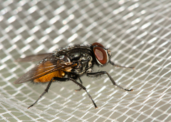 Musca autumnalis